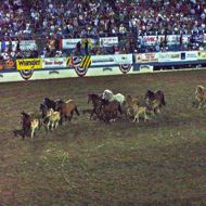 Bucking Horses-Reno, NV
