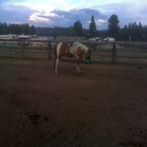 Nocona guarding his hay